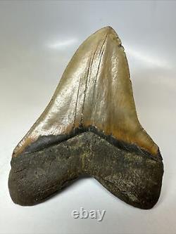 Megalodon Shark Tooth 5.93 Amazing Authentic Fossil Huge 16467