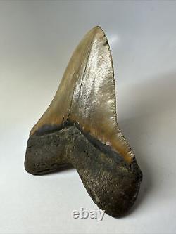 Megalodon Shark Tooth 5.93 Amazing Authentic Fossil Huge 16467