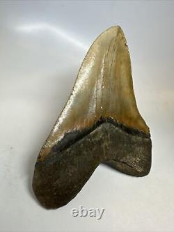 Megalodon Shark Tooth 5.93 Amazing Authentic Fossil Huge 16467