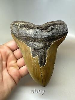 Megalodon Shark Tooth 5.93 Amazing Authentic Fossil Huge 16467