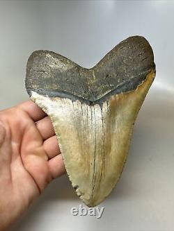 Megalodon Shark Tooth 5.93 Amazing Authentic Fossil Huge 16467