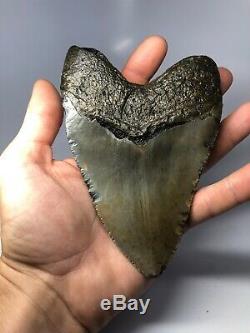 Megalodon Shark Tooth 5.93 Amazing Real Fossil NO RESTORATION 3912