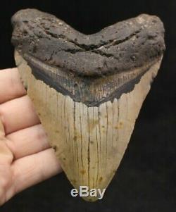 Megalodon Shark Tooth 5.93 Extinct Fossil Authentic NOT RESTORED (CG14-1)