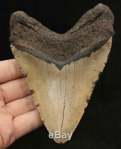 Megalodon Shark Tooth 5.93 Extinct Fossil Authentic NOT RESTORED (CG14-1)