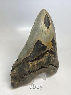 Megalodon Shark Tooth 5.93 Huge Authentic Fossil Natural 14758