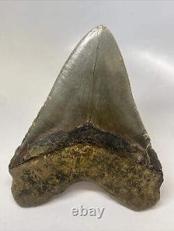 Megalodon Shark Tooth 5.93 Huge Authentic Fossil Natural 14758