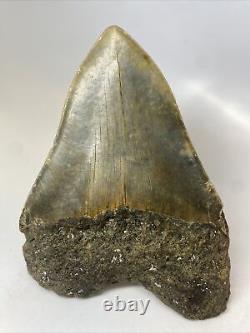 Megalodon Shark Tooth 5.93 Huge Natural Fossil Authentic 14186
