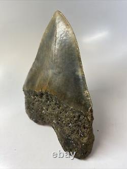 Megalodon Shark Tooth 5.93 Huge Natural Fossil Authentic 14186