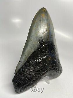 Megalodon Shark Tooth 5.93 Huge Natural Fossil Authentic 6285