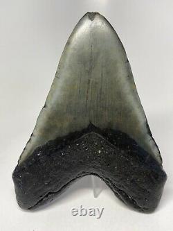 Megalodon Shark Tooth 5.93 Huge Natural Fossil Authentic 6285
