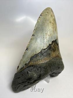 Megalodon Shark Tooth 5.93 Huge Real Fossil Natural 9224