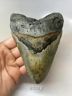 Megalodon Shark Tooth 5.93 Huge Real Fossil Natural 9224