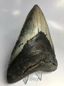 Megalodon Shark Tooth 5.94 Huge Sharp No Restoration 3868