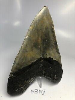 Megalodon Shark Tooth 5.94 Huge Sharp No Restoration 3868