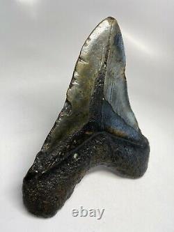 Megalodon Shark Tooth 5.94 Huge Unique Shape Natural Fossil 6838
