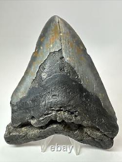 Megalodon Shark Tooth 5.94 Huge Wide Fossil Authentic 18389