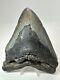 Megalodon Shark Tooth 5.94 Huge Wide Fossil Authentic 18389