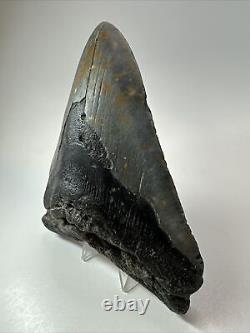 Megalodon Shark Tooth 5.94 Huge Wide Fossil Authentic 18389