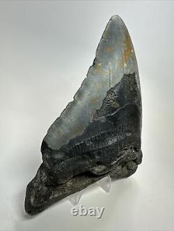 Megalodon Shark Tooth 5.94 Huge Wide Fossil Authentic 18389