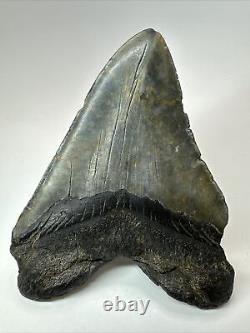 Megalodon Shark Tooth 5.94 Huge Wide Fossil Authentic 18389