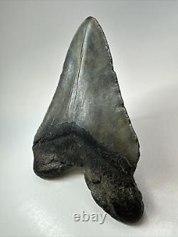 Megalodon Shark Tooth 5.94 Huge Wide Fossil Authentic 18389