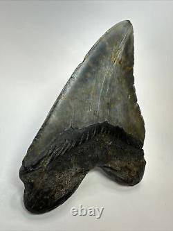 Megalodon Shark Tooth 5.94 Huge Wide Fossil Authentic 18389