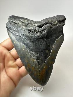 Megalodon Shark Tooth 5.94 Huge Wide Fossil Authentic 18389