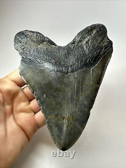 Megalodon Shark Tooth 5.94 Huge Wide Fossil Authentic 18389