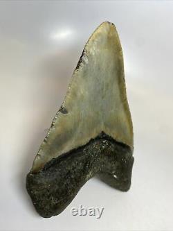 Megalodon Shark Tooth 5.94 Massive Authentic Amazing Fossil 8915
