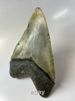 Megalodon Shark Tooth 5.94 Massive Authentic Amazing Fossil 8915