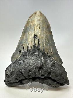 Megalodon Shark Tooth 5.95 Huge Colorful Fossil Authentic 18797