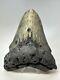 Megalodon Shark Tooth 5.95 Huge Colorful Fossil Authentic 18797