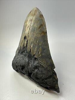 Megalodon Shark Tooth 5.95 Huge Colorful Fossil Authentic 18797