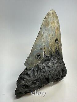 Megalodon Shark Tooth 5.95 Huge Colorful Fossil Authentic 18797