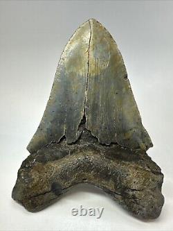 Megalodon Shark Tooth 5.95 Huge Colorful Fossil Authentic 18797