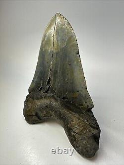Megalodon Shark Tooth 5.95 Huge Colorful Fossil Authentic 18797