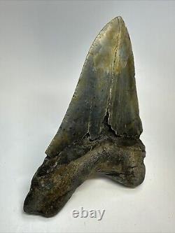 Megalodon Shark Tooth 5.95 Huge Colorful Fossil Authentic 18797