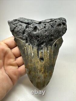 Megalodon Shark Tooth 5.95 Huge Colorful Fossil Authentic 18797