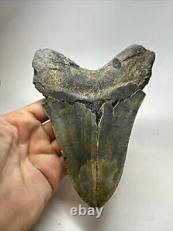 Megalodon Shark Tooth 5.95 Huge Colorful Fossil Authentic 18797