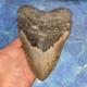 Megalodon Shark Tooth 5.95 Huge Teeth Meg Scuba Diver Direct Fossil Nc 9696
