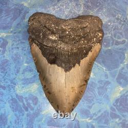 Megalodon Shark Tooth 5.95 Huge Teeth Meg Scuba Diver Direct Fossil Nc 9696