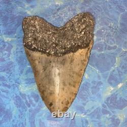 Megalodon Shark Tooth 5.95 Huge Teeth Meg Scuba Diver Direct Fossil Nc 9696 Megalodon Shark Tooth 5.95 Huge Teeth Meg Scuba Diver Direct Fossil Nc 9696