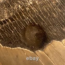 Megalodon Shark Tooth 5.95 Huge Teeth Meg Scuba Diver Direct Fossil Nc 9696