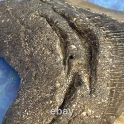 Megalodon Shark Tooth 5.95 Huge Teeth Meg Scuba Diver Direct Fossil Nc 9696