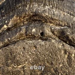 Megalodon Shark Tooth 5.95 Huge Teeth Meg Scuba Diver Direct Fossil Nc 9696 Megalodon Shark Tooth 5.95 Huge Teeth Meg Scuba Diver Direct Fossil Nc 9696
