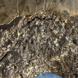 Megalodon Shark Tooth 5.95 Huge Teeth Meg Scuba Diver Direct Fossil Nc 9696