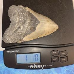 Megalodon Shark Tooth 5.95 Huge Teeth Meg Scuba Diver Direct Fossil Nc 9696