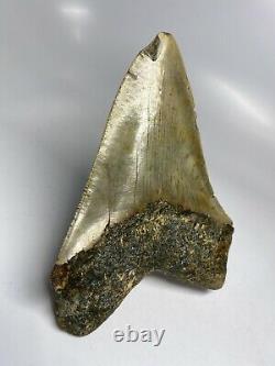 Megalodon Shark Tooth 5.96 Huge Authentic Fossil Orange 6345