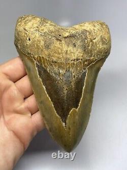 Megalodon Shark Tooth 5.96 Huge Authentic Fossil Orange 6345