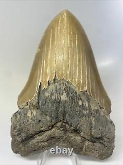 Megalodon Shark Tooth 5.96 Huge Authentic Fossil Serrated 11637